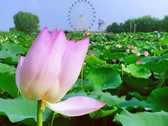 -白洋淀景区