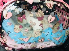 -美联众合宠物医院·爱萌分院·内外科·猫科中心