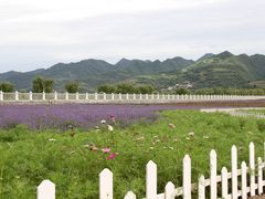 -曲江薰衣草庄园