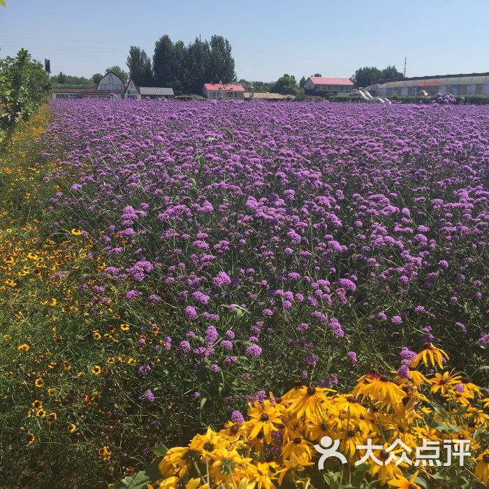 章丘紫缘香草园图片