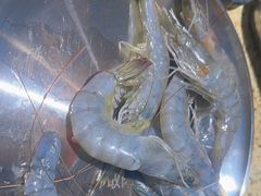 -姜胖胖无限自助烤肉(光明万达店)