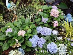 -东莞植物园