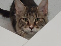 -1013 PET SHOP 宠物商店(近铁城市广场店)