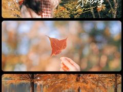 -合肥滨湖国家森林公园