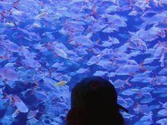 -成都浩海立方海洋公园