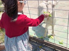 -前小桔亲子创意农场·草莓采摘·露营烧烤