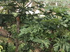 -满記土窑烧鷄波浪山莊