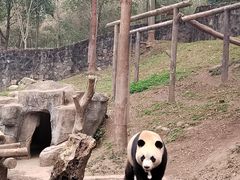 -都江堰中华大熊猫苑