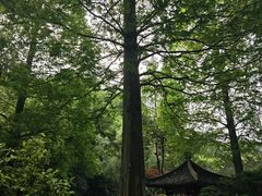 -杭州植物园