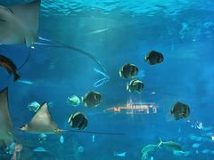 -烟台海昌鲸鲨海洋公园