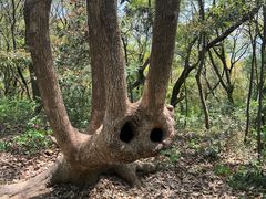 -上海佘山国家森林公园天马山园