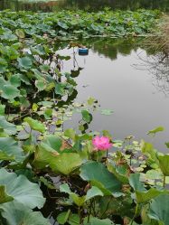 -芙蓉花月子会所(朝阳区店)