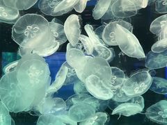 -左海海底世界