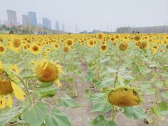 -哈尔滨音乐公园