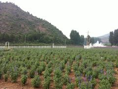-紫海香堤香草艺术庄园