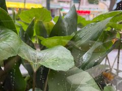 -帕蓝·暹罗料理(大学路店)