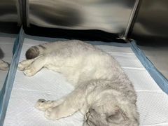 -拜鲁耶动物诊疗中心·宠家动物医院