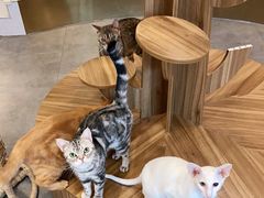 -飞行喵MR PILOT|猫舍·猫咖(静安大融城店)