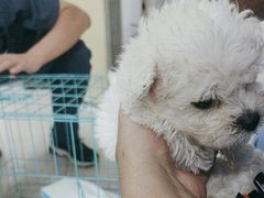 -佳雯宠物医院·皮肤科·内外科(春晓路分院)