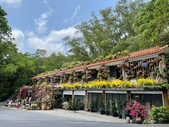 -深圳仙湖植物园