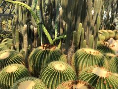 -深圳仙湖植物园