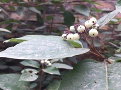 -天鹅湖生态旅游风景区