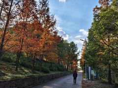 -上海长兴岛郊野公园