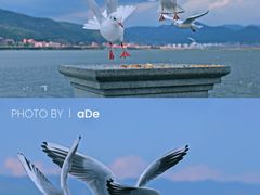 -海埂大坝