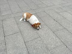 -龙华寺