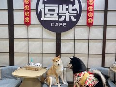 -逗柴咖啡屋·狗咖猫咖宠物桌游