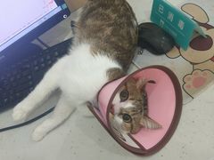 -贝利宠物医院·骨科·眼科·肿瘤转诊中心(南坪诊疗中心)