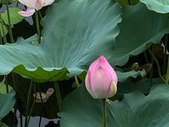 -荔湾湖公园