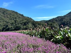 -广州市石门国家森林公园