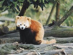 -都江堰中华大熊猫苑