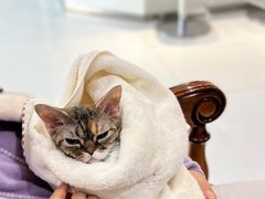 -欧奕国际动物医院