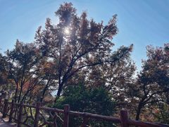 -广州市石门国家森林公园