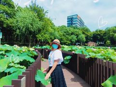 -陈家山荷花公园