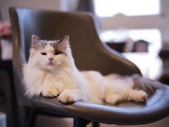 -萌兽医馆·犬猫专科·眼科中心·宠物医院(朝阳门分院)