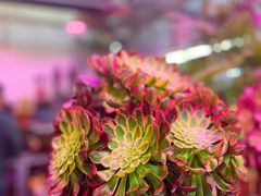 -花鸟鱼虫鲜花绿植市场(玉泉路店)