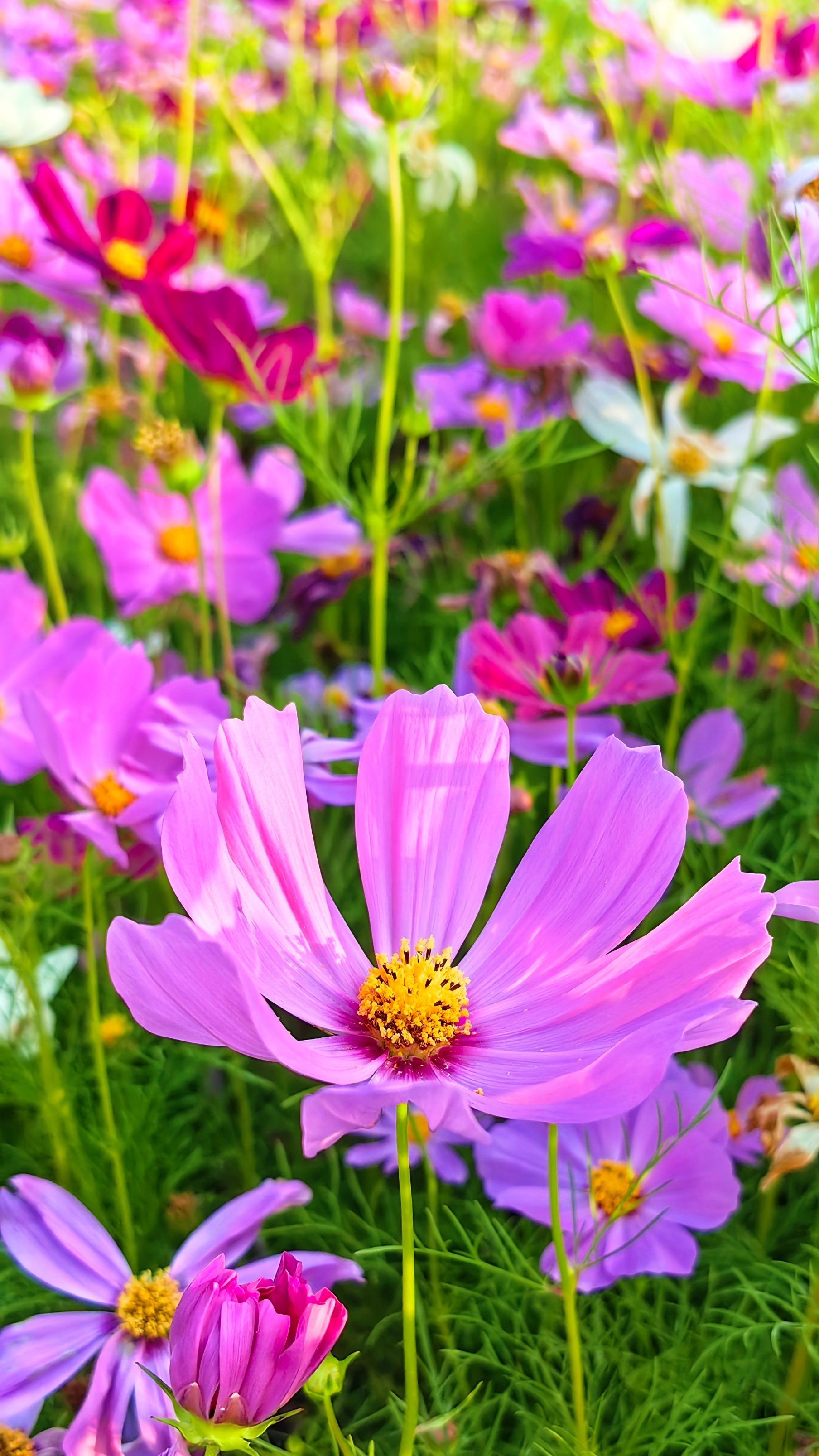 初夏运河体育公园格桑花海,浪漫又治愈