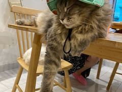 -楼上猫咖(罗湖店)