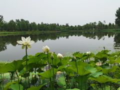 -东郊湿地公园