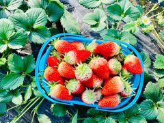 -尚田草莓姑娘白草莓采摘基地