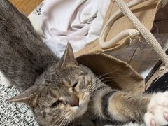 -瑞派福兴宠物医院犬猫全科·骨科·中西医结合(河东店)