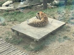 -大连森林动物园