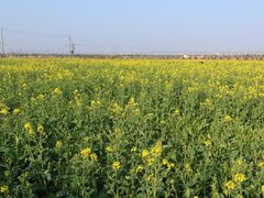 -上海佘山国家森林公园天马山园