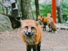 -宫城藏王狐狸村