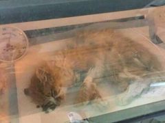 盛京一禾-盛京一禾