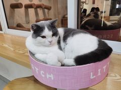 -Heymao猫咖.咖啡厅(东门店)