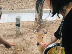 -清迈夜间动物园